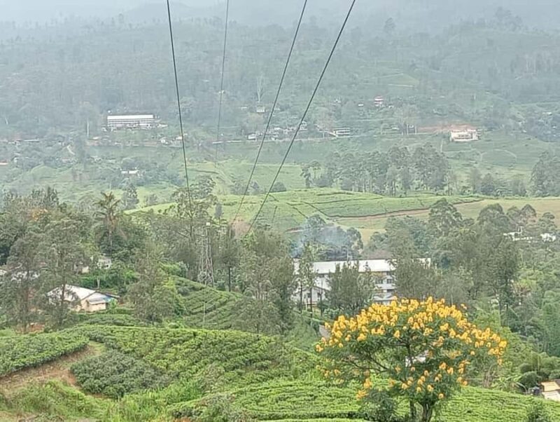 Nuwara Eliya: 8Hrs Tuk Tuk Tour to Waterfalls & Tea Tasting - Who Would Enjoy This Tour?