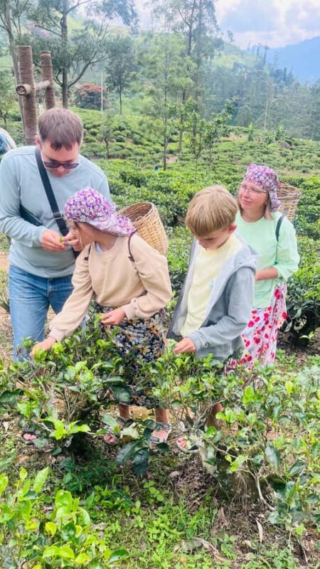 Nuwara Eliya: City Tuk-Tuk Tour and Tea factory visit - Introduction to the Tour Experience