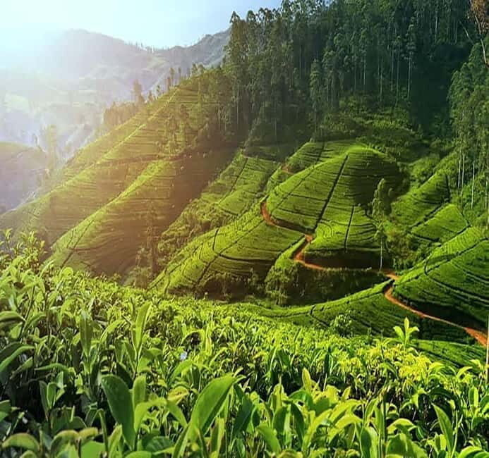 Nuwara Eliya Full day: 5Waterfalls, 2Tea Test & pick by TUK - Introduction