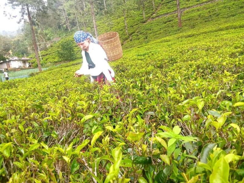 Nuwara Eliya Full day: 5Waterfalls, 2Tea Test & pick by TUK - Final Words