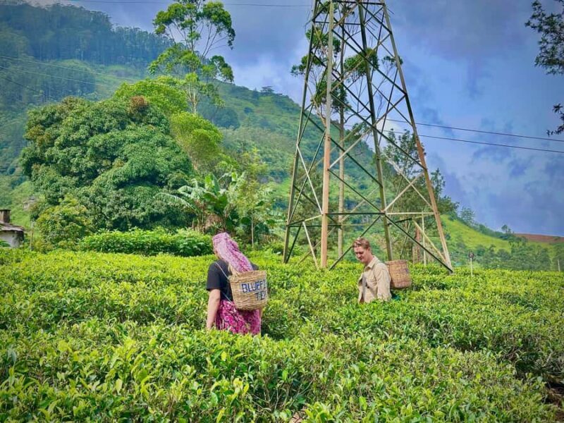 Nuwara Eliya Highlights: Tea, Coffee & Waterfalls - Introduction to the Tour Experience