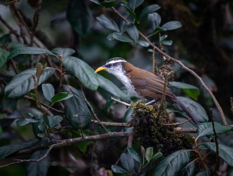 Nuwara Eliya: Horton Plains Guided Hike with Lunch - FAQ