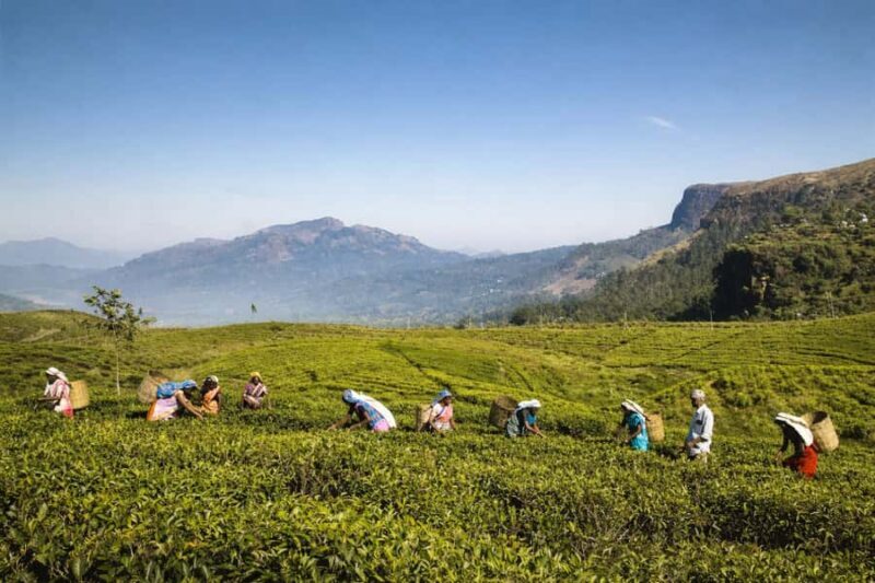 Nuwara Eliya: Premium Tea & Waterfall Tour - Private SUV - An In-Depth Look at the Nuwara Eliya Premium Tour