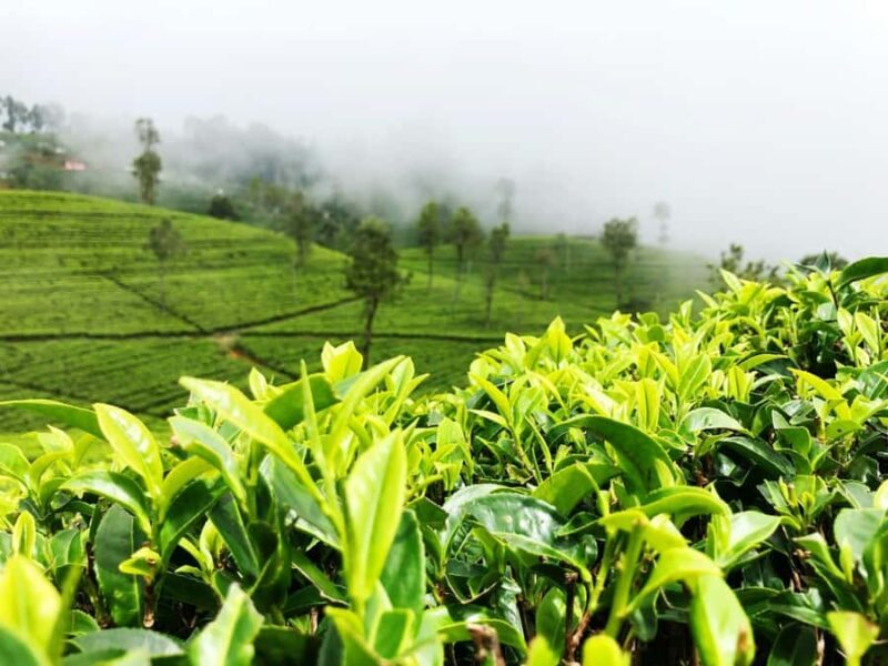 Nuwara Eliya: Private City Tour by Tuk Tuk - Key Points