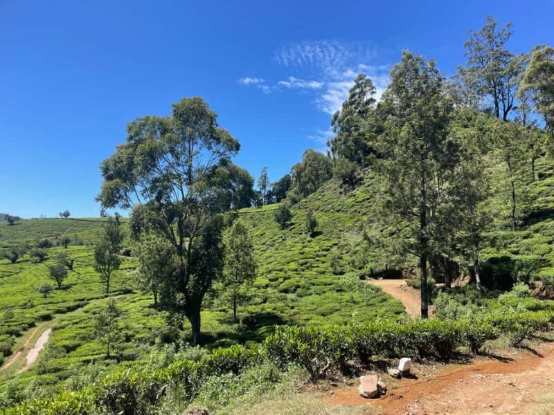 Nuwara Eliya Tea Plantation Hike with Village & Waterfall - Practical Details and Value