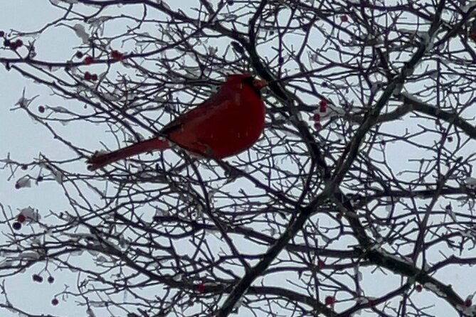 nyc-beginner-private-birdwatching-tour