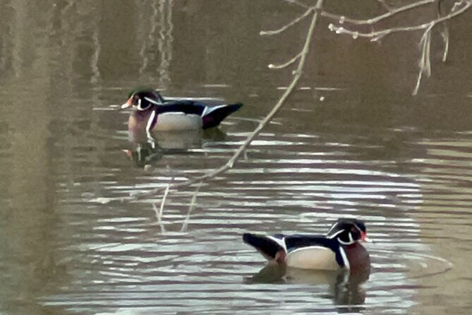 nyc-beginner-private-birdwatching-tour