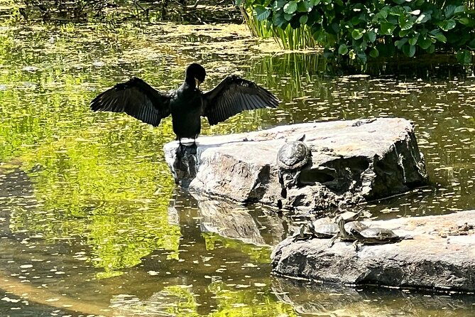 nyc-beginner-private-birdwatching-tour