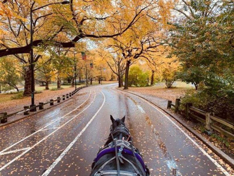 nyc-central-park-horse-drawn-carriage-ride-up-to-4-adults