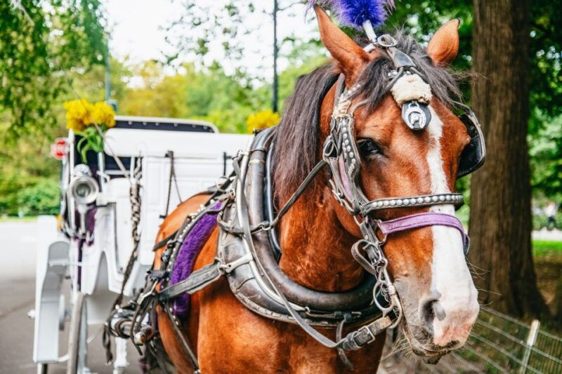 nyc-guided-central-park-horse-carriage-ride