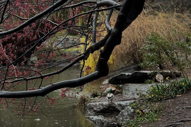 nyc-horse-and-carriage-central-park-tours