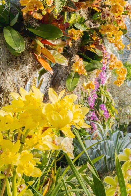 nyc-new-york-botanical-garden-pass-with-orchid-show-option