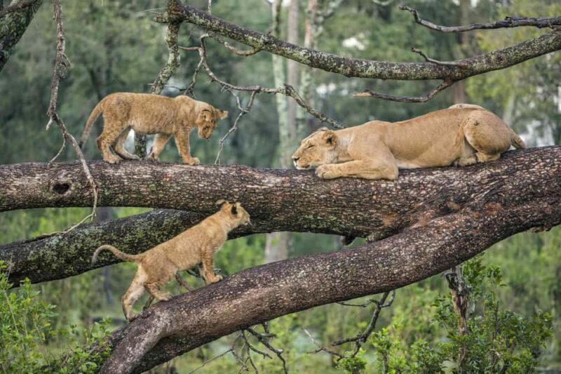 Nyerere National Park: 2-Day Safari Adventure - What Reviewers Say: Authentic Insights