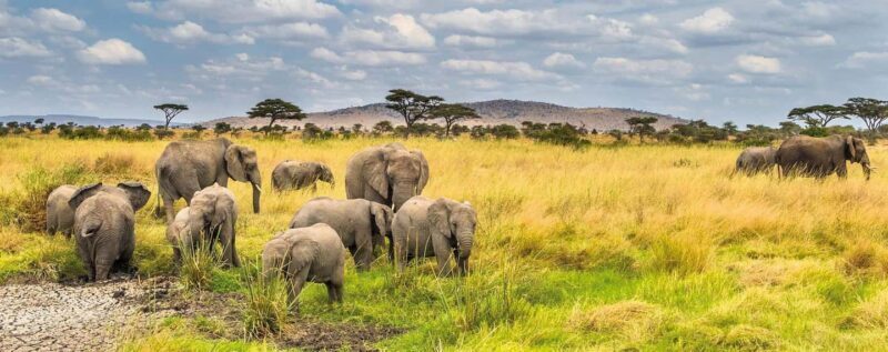Nyerere National Park: 2-Day Safari Adventure - The Final Word: Who Should Consider This Safari?