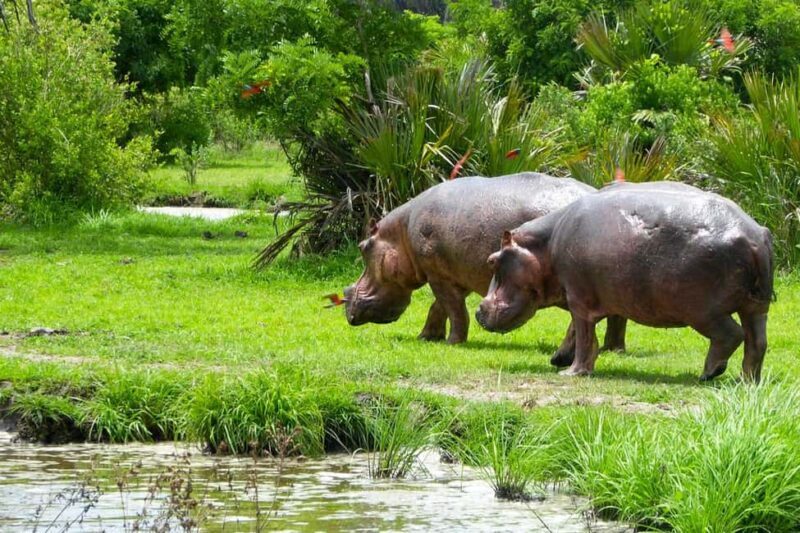 Nyerere National Park: Day Flying Safari from Zanzibar - An In-Depth Look at the Safari Itinerary