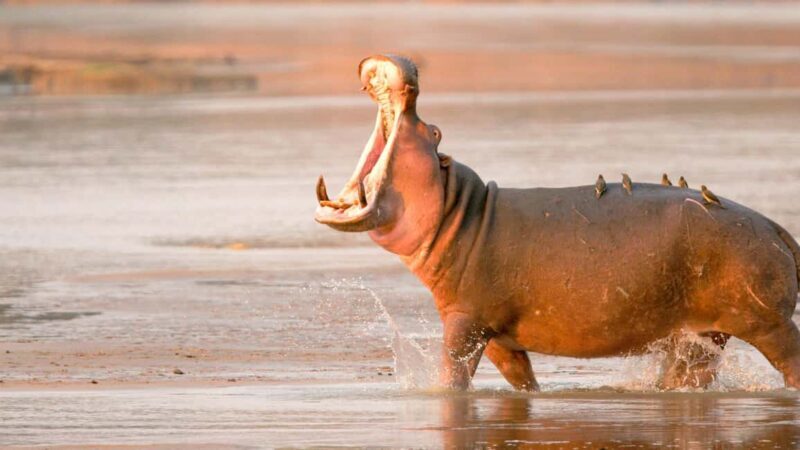 Nyerere National Park: Fly-in fly-out Luxury Safari - Key Points  