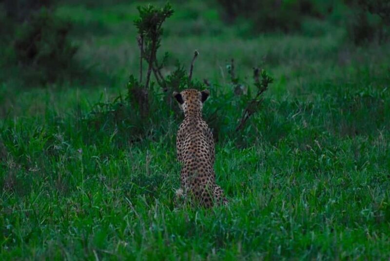 Nyerere National Park Game Drive with Lunch From Zanzibar - What You Can Expect from the Tour