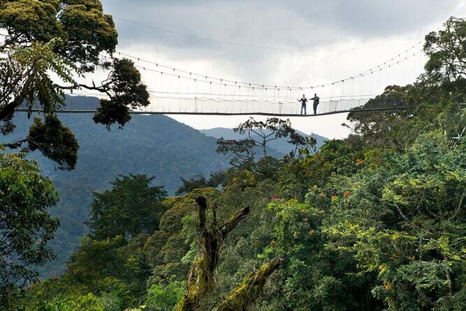 Nyungwe exploration - A Closer Look at the Nyungwe Exploration Experience