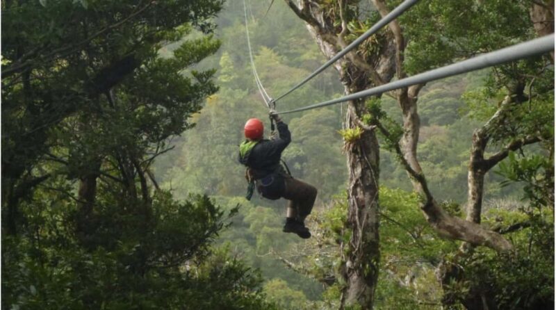 Nyungwe Forest: Zipline Adventure and Canopy Walkway - Exploring Nyungwe Forest: A Natural Treasure
