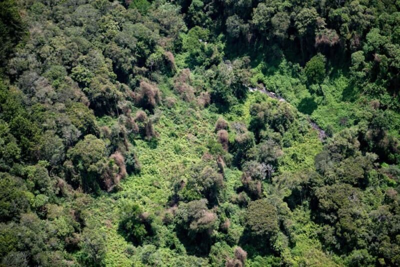 NYUNGWE: Nyungwe National Park Canopy Walk - Key Points  