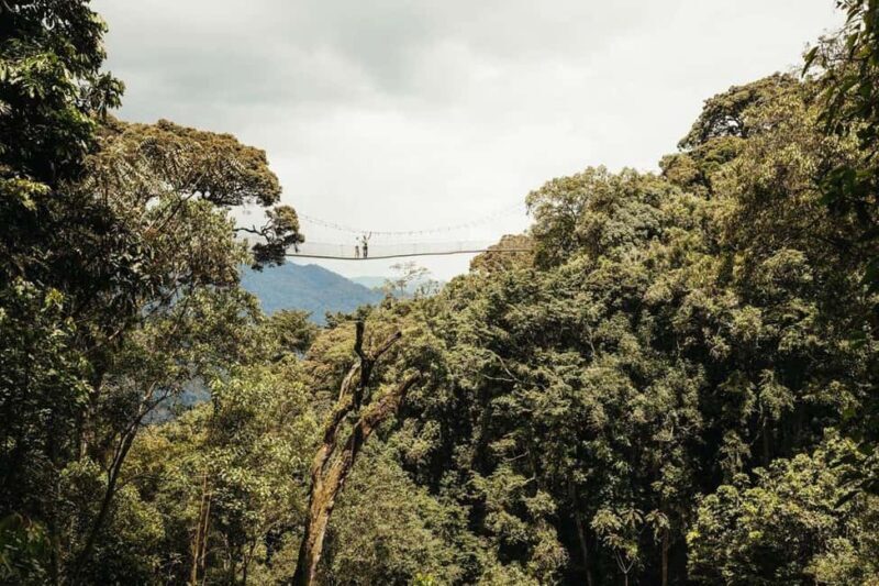 NYUNGWE: Nyungwe National Park Canopy Walk - Practical Tips for Your Trip  