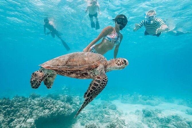 oahu-allstar-circle-island-tour-dole-turtles-blowhole-fun