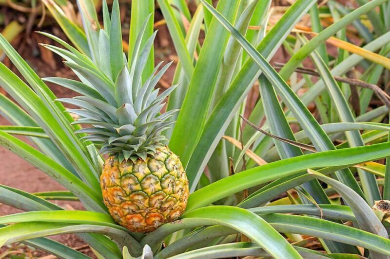 Oahu: Circle Island Top Sights Full-Day Tour w/ Local Guide - Who Would Love This Tour?