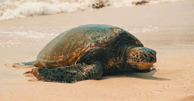 oahu-circle-island-tour-best-spots-beaches