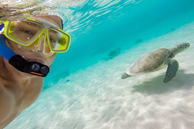 oahu-coastline-cruise-turtle-snorkeling-and-jumping-platform