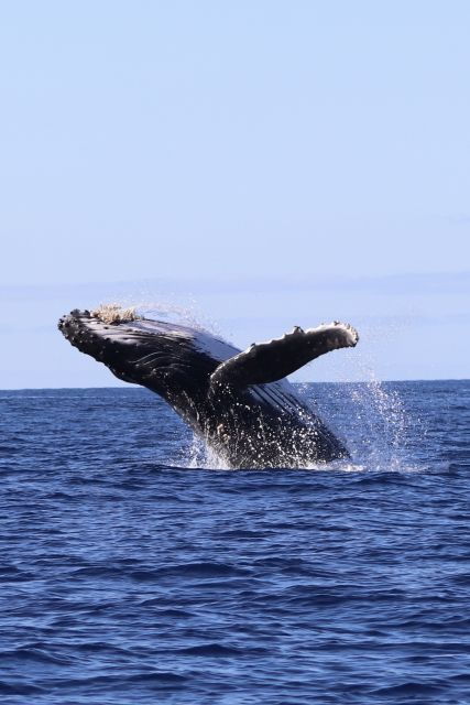 oahu-dolphin-swim-and-turtle-snorkel-excursion-in-waianae