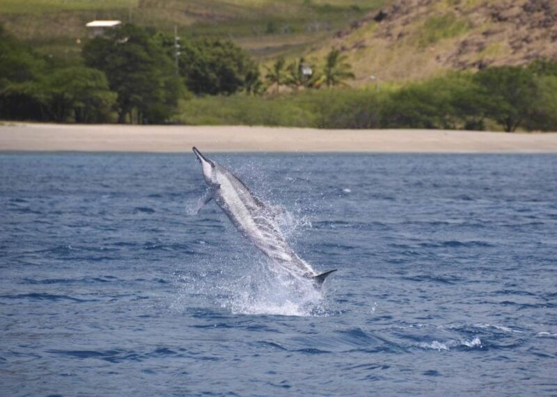 oahu-dolphin-swim-and-turtle-snorkel-excursion-in-waianae