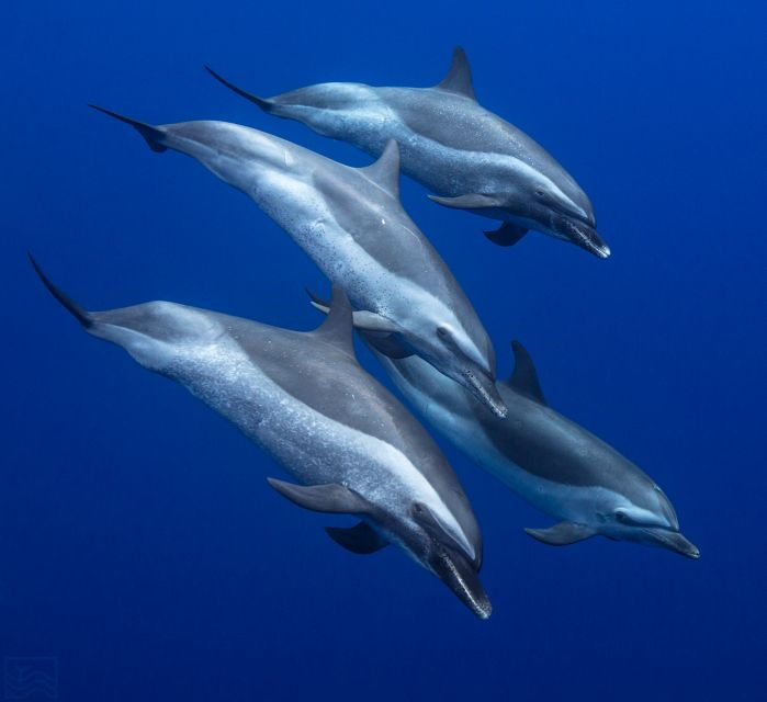 oahu-dolphin-swim-and-turtle-snorkel-excursion-in-waianae