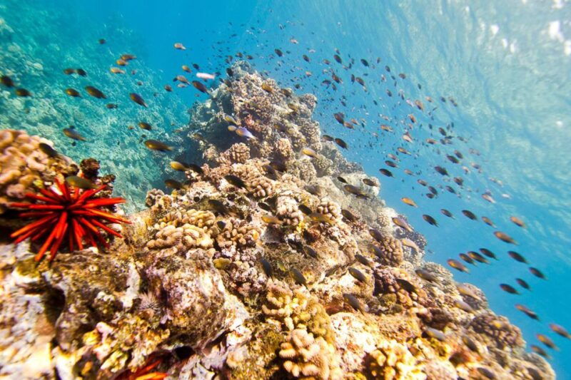 oahu-dolphin-swim-and-turtle-snorkel-excursion-in-waianae