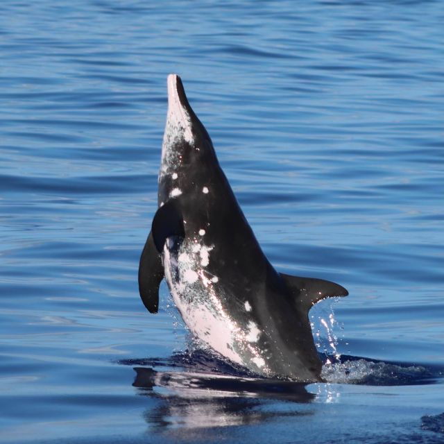 oahu-dolphin-swim-and-turtle-snorkel-excursion-in-waianae