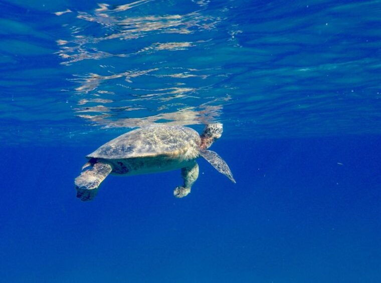 oahu-dolphin-swim-and-turtle-snorkel-excursion-in-waianae