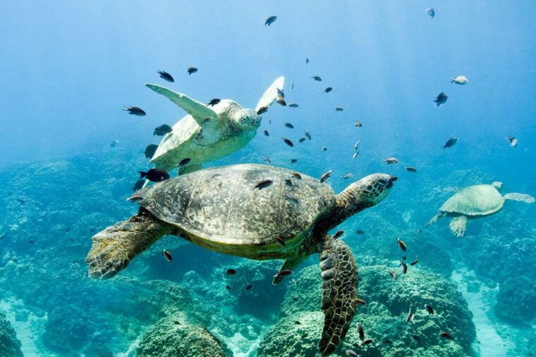 oahu-dolphin-swim-and-turtle-snorkel-excursion-in-waianae