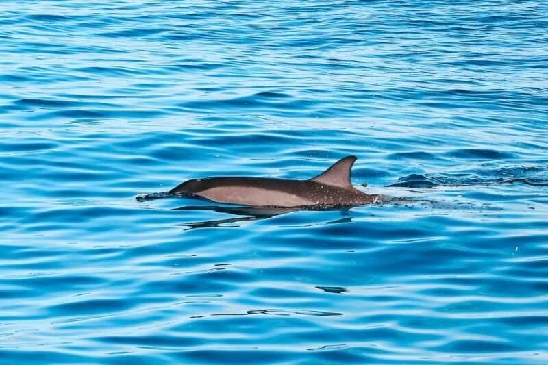 Oahu Dolphin Watch, Turtle Snorkel, Waterslide Activities - Oahu Dolphin Watch, Turtle Snorkel, Waterslide Activities: A Fun-Filled Ocean Day