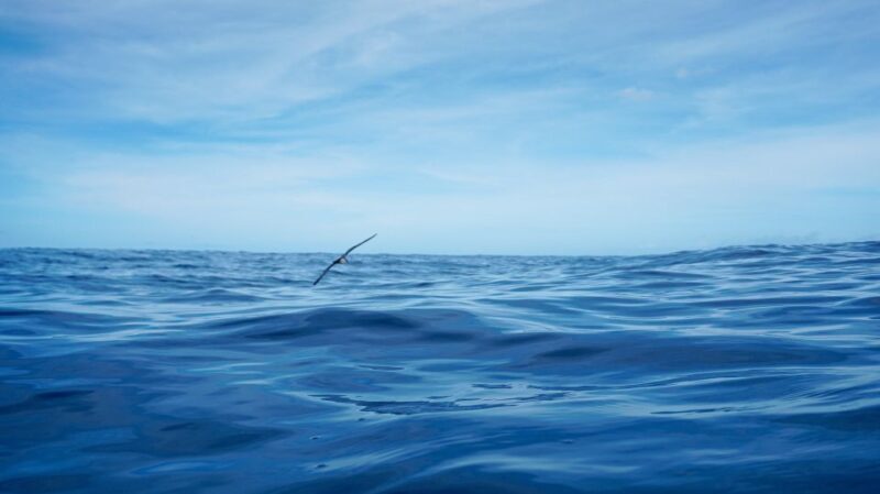 Oahu Dolphin Watch, Turtle Snorkel, Waterslide Activities - Final Thoughts: Is it worth it?