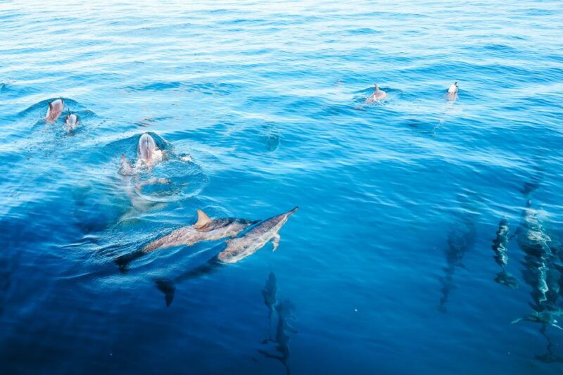 oahu-dolphin-watch-turtle-snorkel-waterslide-activities