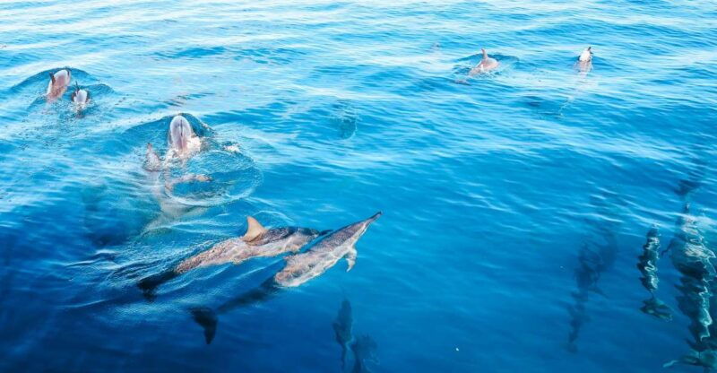 oahu-dolphin-watch-turtle-snorkel-waterslide-activities