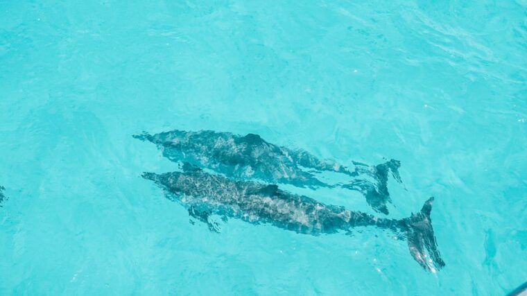 oahu-dolphin-watch-turtle-snorkel-waterslide-activities