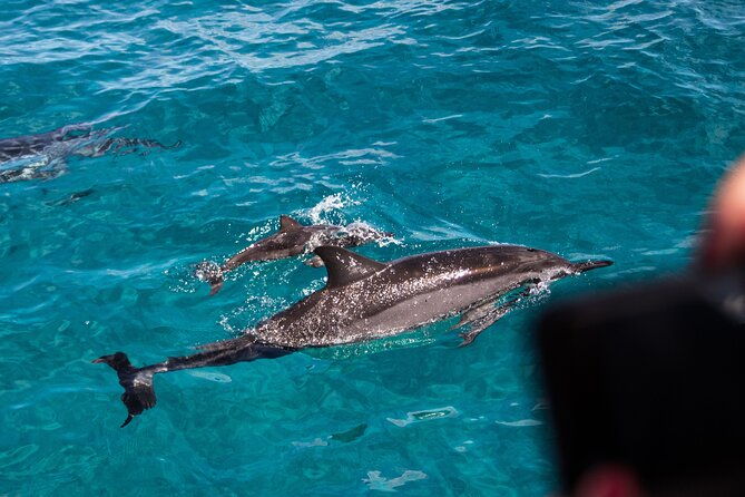 oahu-dolphin-watch-with-turtle-snorkel-water-slide