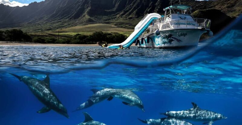 Oahu: Dolphin Watching & Turtle Snorkeling with Waterslide - Analyzing the Value for Money