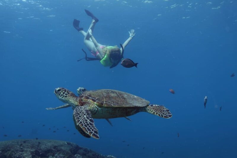 oahu-dolphin-watching-turtle-snorkeling-with-waterslide