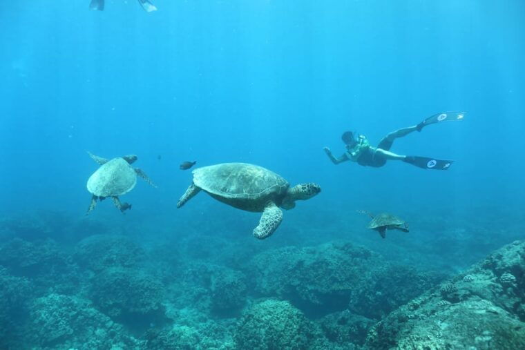 oahu-dolphin-watching-turtle-snorkeling-with-waterslide