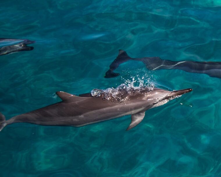 oahu-dolphin-watching-turtle-snorkeling-with-waterslide