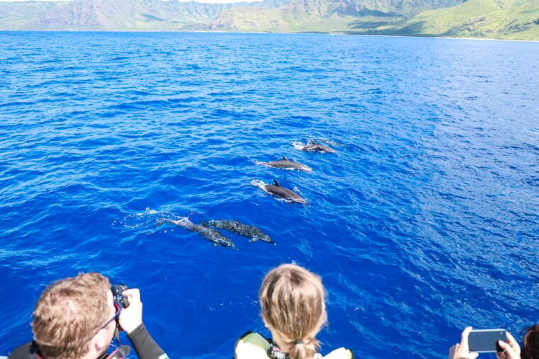 oahu-dolphin-watching-turtle-snorkeling-with-waterslide