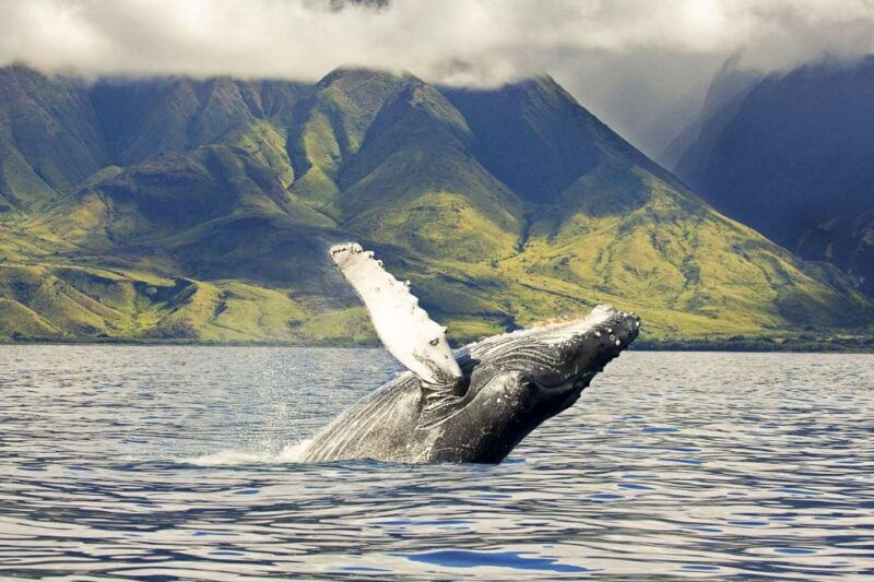 oahu-eco-friendly-west-coast-whale-watching-cruise