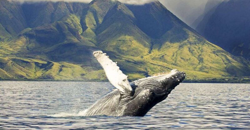 oahu-eco-friendly-west-coast-whale-watching-cruise