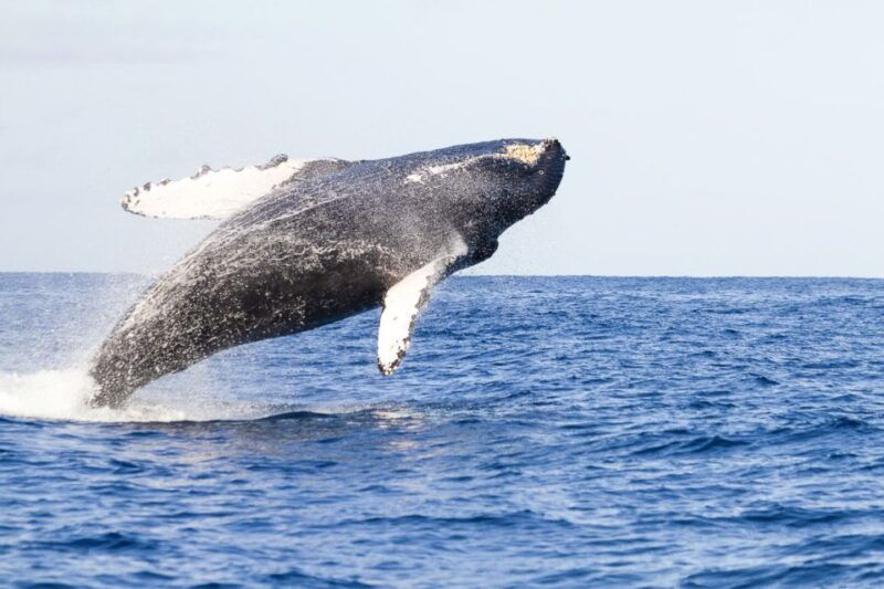 oahu-eco-friendly-west-coast-whale-watching-cruise